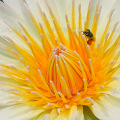 充满希望的轰炸软件