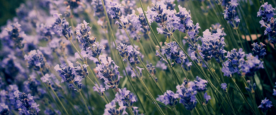 【永久授权码】免费获取的在线云呼死你